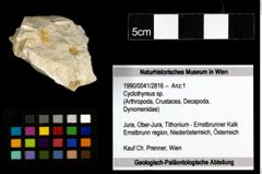 Foto (Objekt + Etiketten) von Cyclothyreus sp. 